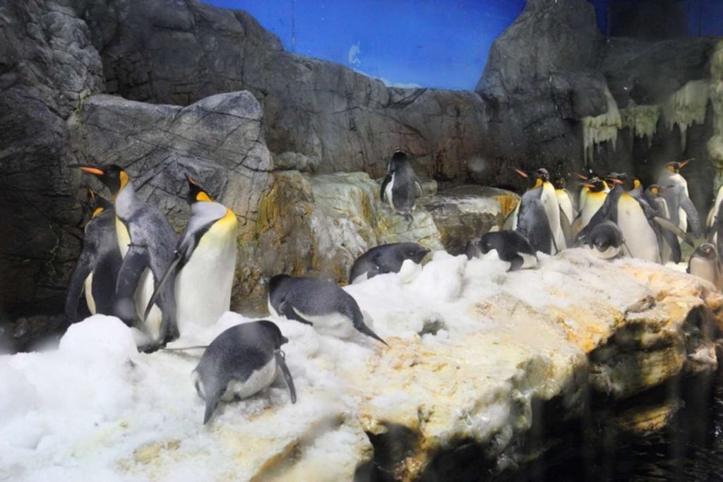 Osaka Aquarium Kaiyukan