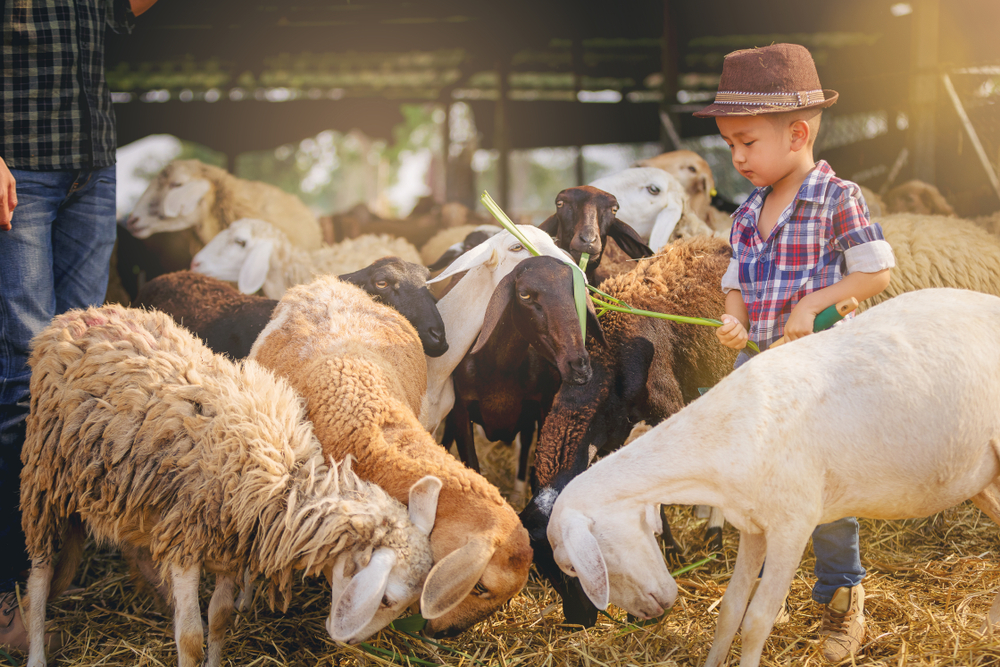 đồng cừu suối Nghệ