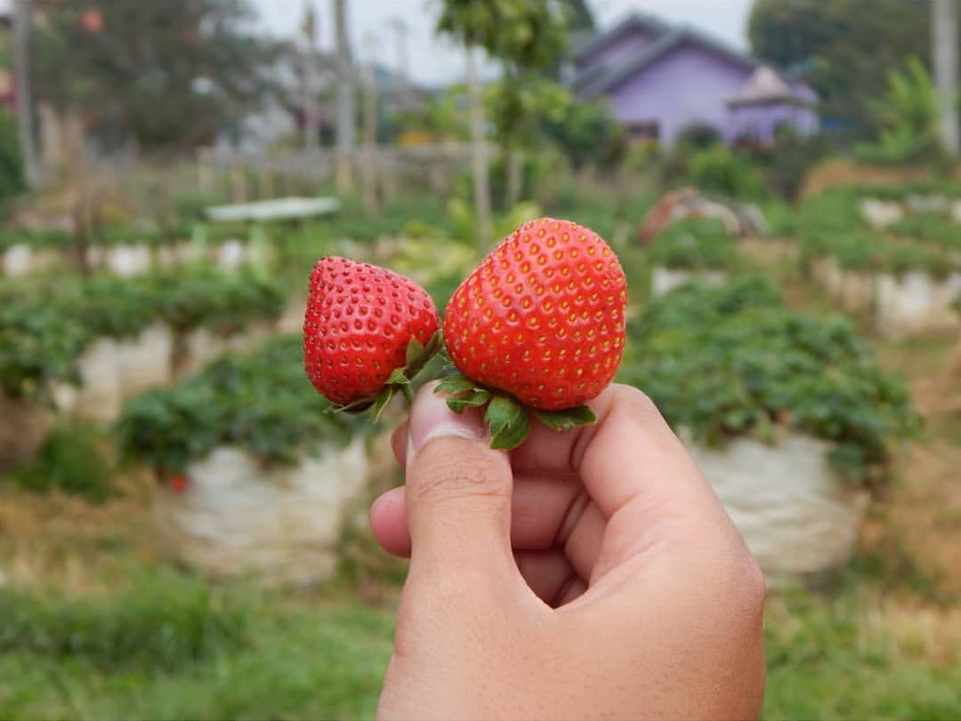 Puncak Berry Farm Strawberry