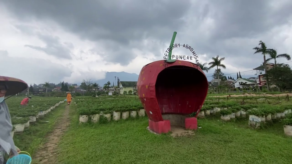 Berwisata di Puncak Berry Farm