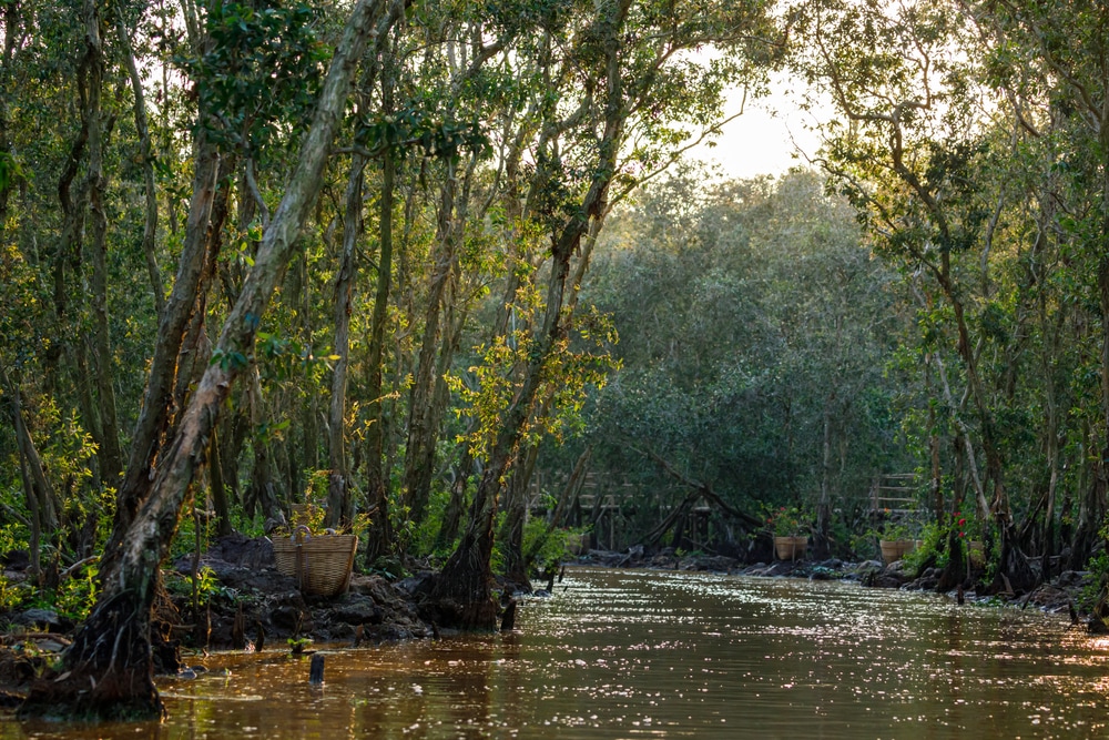 Vườn quốc gia U Minh Hạ