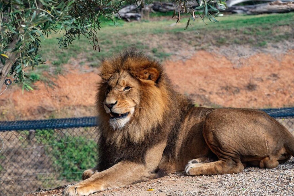 Sư tử là động vật săn mồi