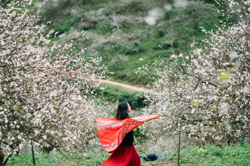 Hoa mận nở trắng tại các chùa trên đỉnh Fansipan vào mùa xuân