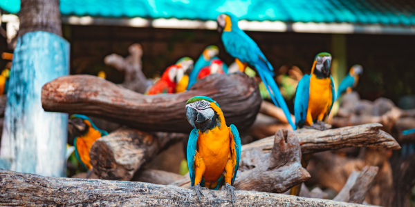 Tree House Aviary and Kitchen
