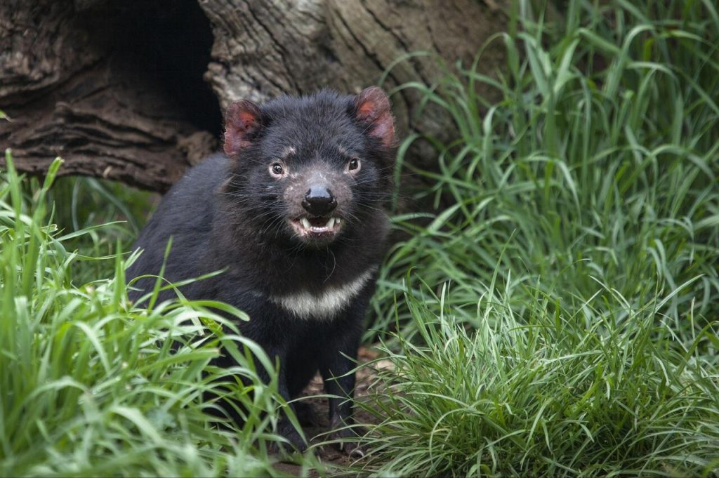 Tasmanian devil