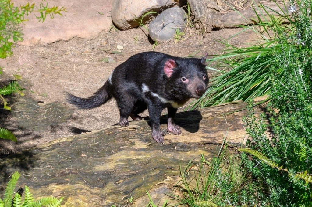 thông tin về quỷ tasmanian