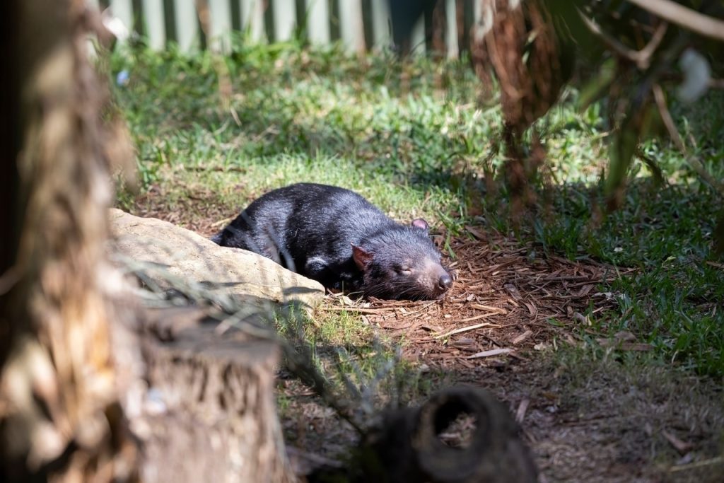 quỷ Tasmania tại Taronga Zoo Sydney