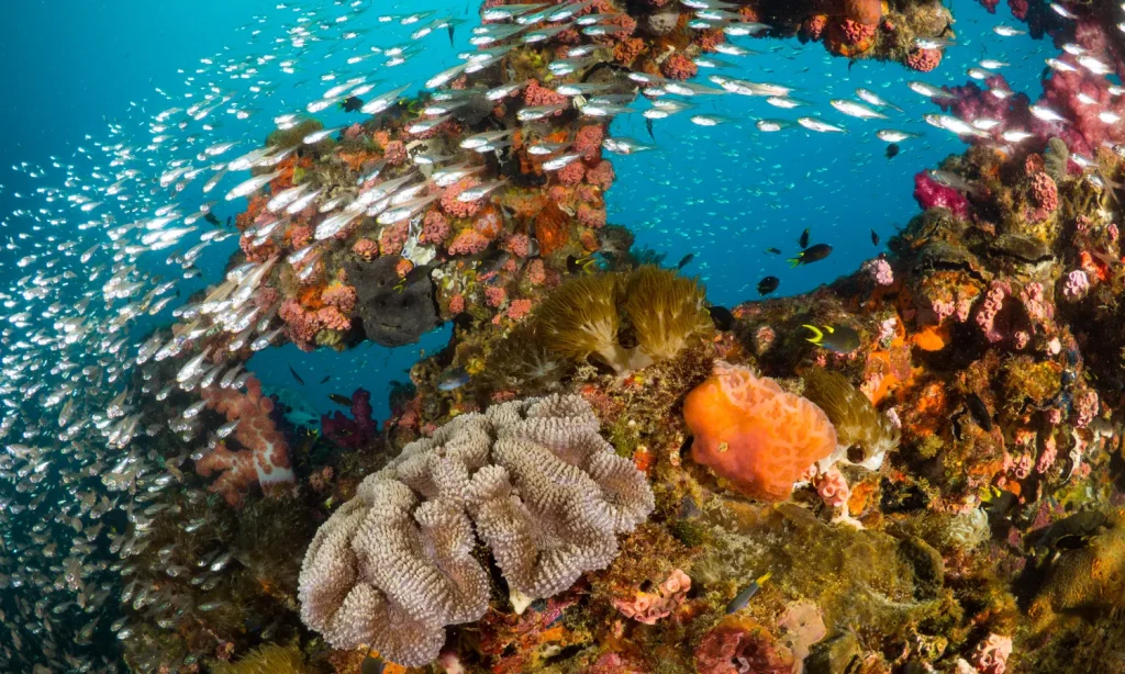 Rạn san hô Great Barrier tại Úc