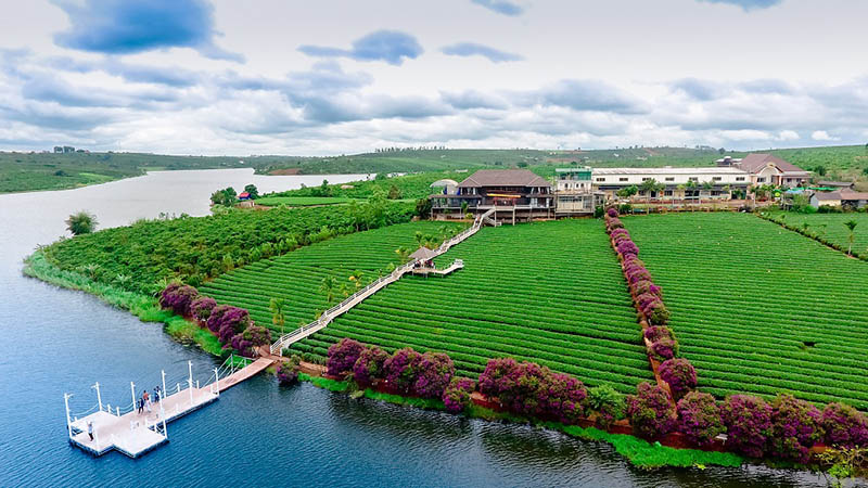 Tra olong Long Dinh