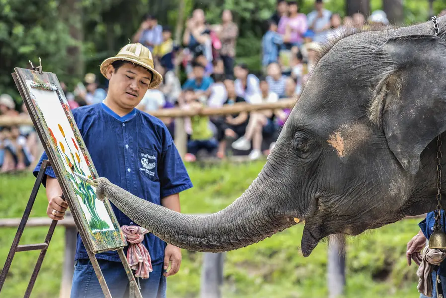 Elephant Camp Mae Sa