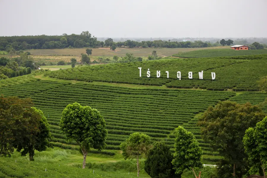 Choui Fong Tea Plantation