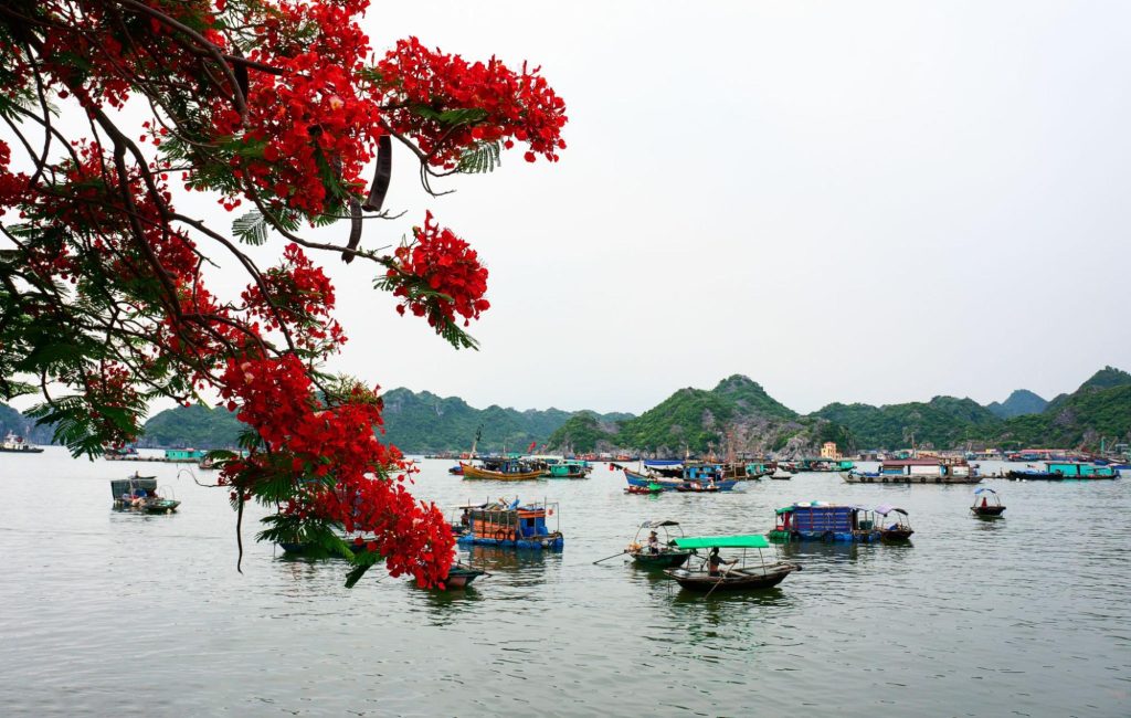 Hải Phòng - thành phố hoa phượng đỏ đẹp nao lòng du khách | Đồi thiên văn Hải Phòng