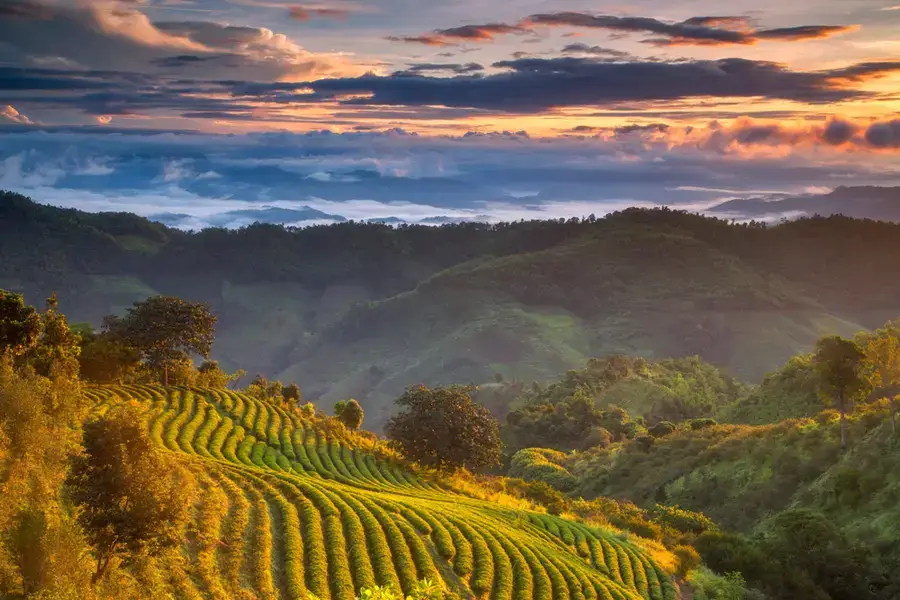 Doi Mae Salong