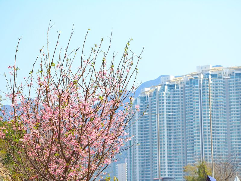 du lịch Hong Kong | du lịch Hong Kong mùa hoa anh đào