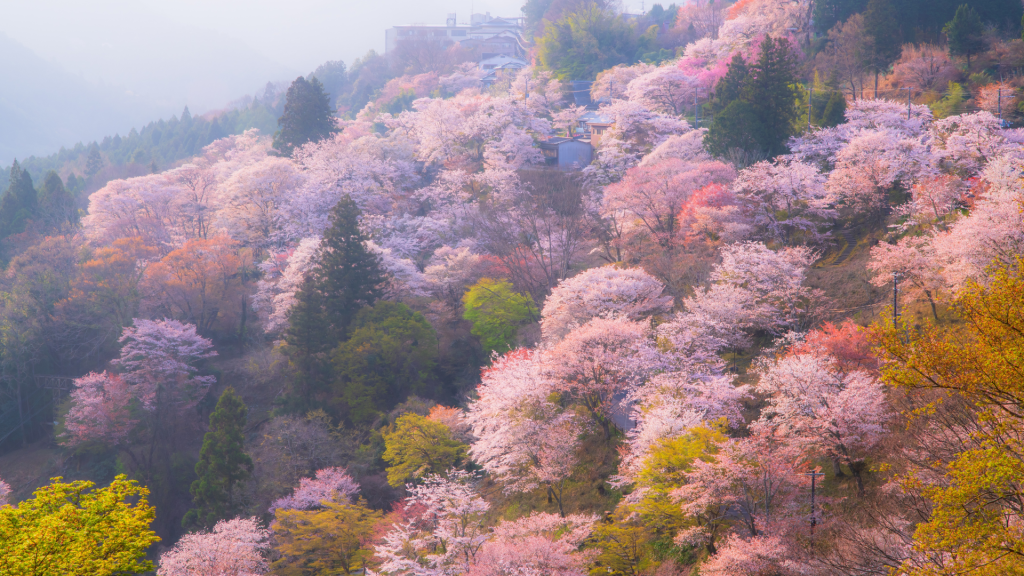 吉野山
