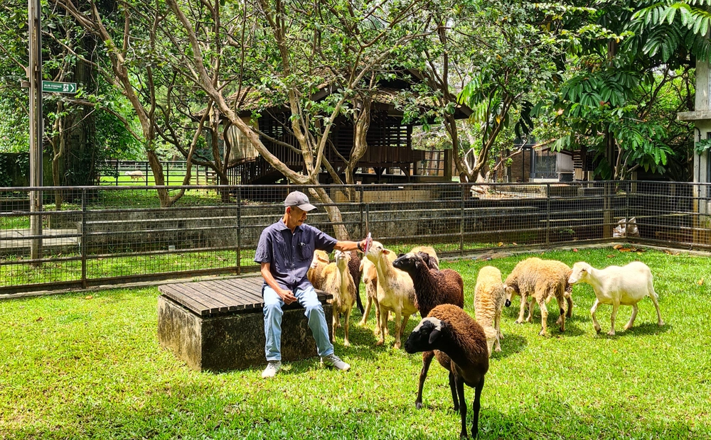 Kuntum Farmfield
