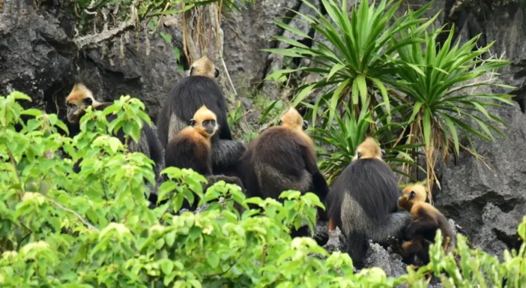 Voọc Cát Bà ở Vườn quốc gia Cát Bà | Bản đồ du lịch Hải Phòng