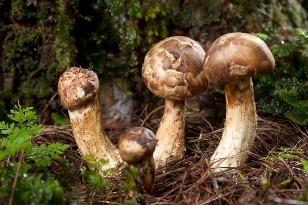 Nấm Matsutake xứng đáng là 