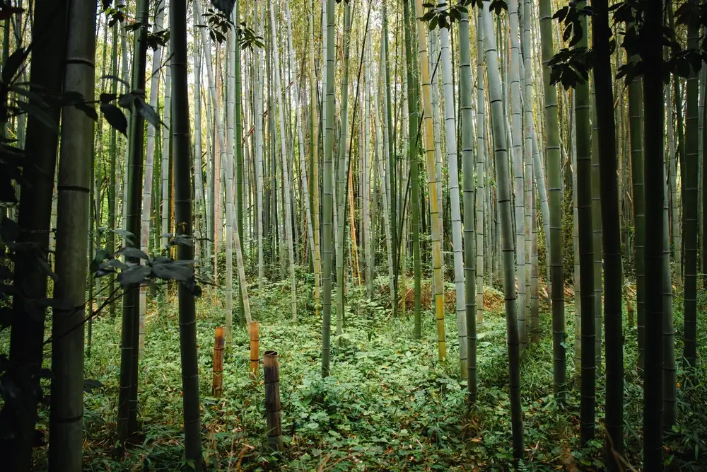 Hutan Bamboe Kota Bekasi