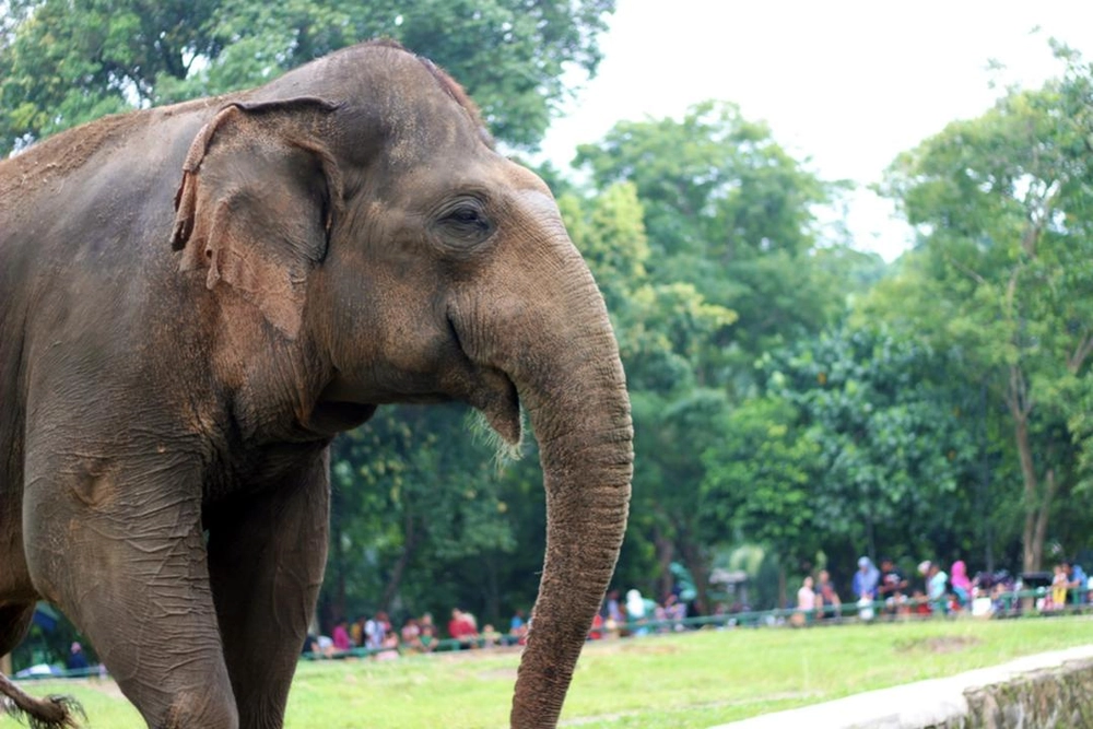 Jam Buka dan Harga Tiket Kebun Binatang Ragunan