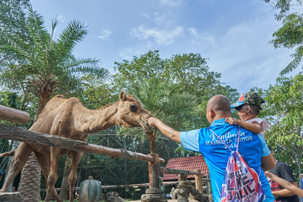A man with his daughter feeding a camel while the kid anxiously looking at the animal.