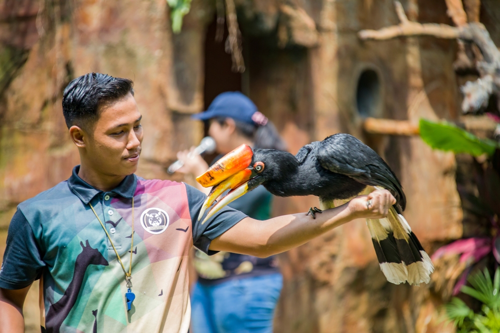 a rhinoceros hornbill (Buceros rhinoceros) in animal show of zoo melaka