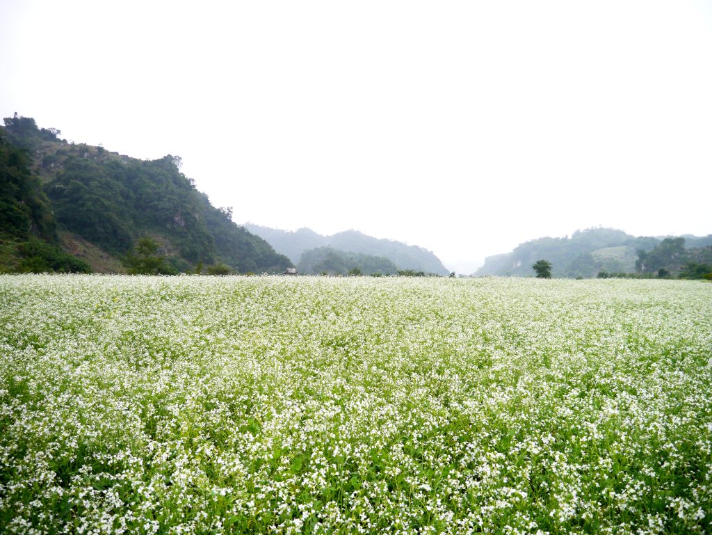 Mộc Châu vẫn giữ được nét đẹp của tự nhiên | bản đồ du lịch miền Bắc