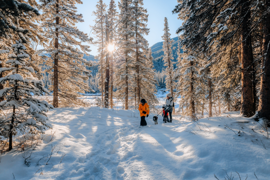 Một buổi sáng mùa đông hoàn hảo tại Alberta, Canada | Du lịch mùa đông