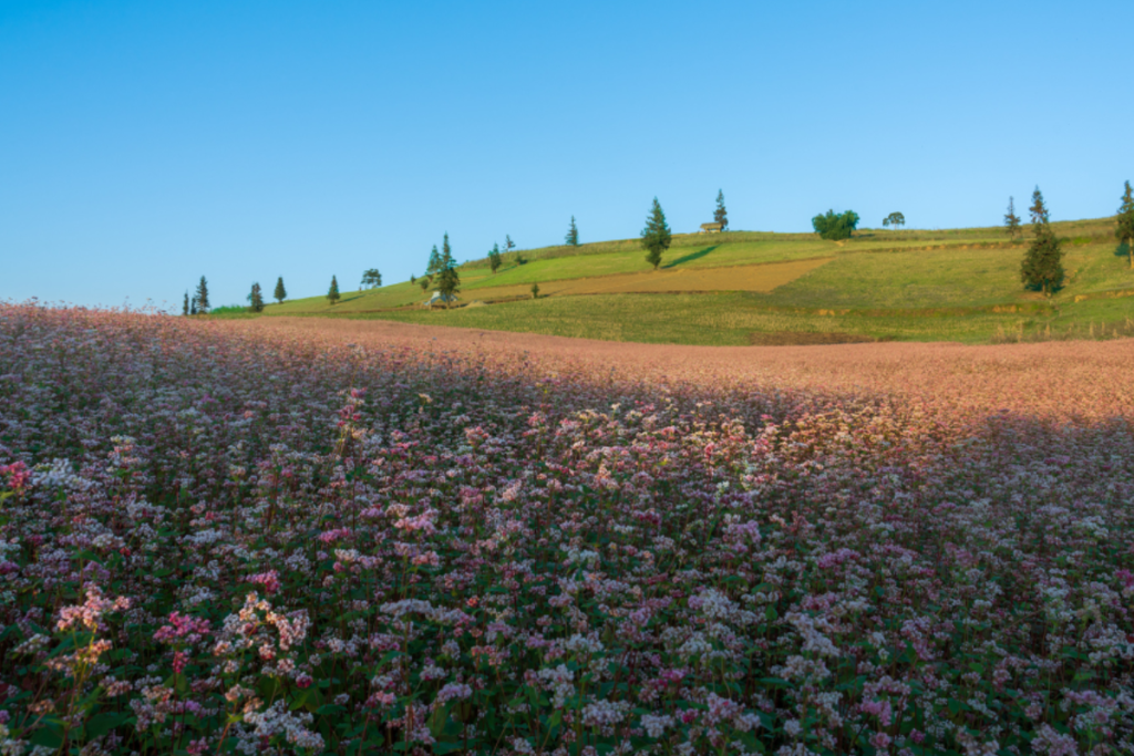 Ghé thăm Hà Giang vào mùa hoa tam giác mạch nở rộ | Du lịch mùa đông
