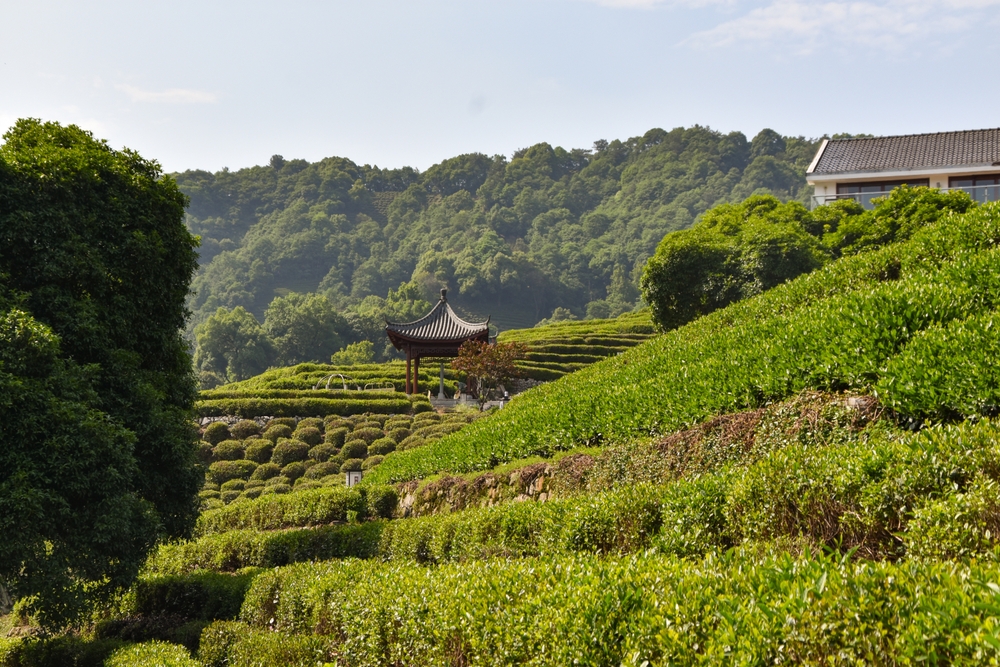 Experience the Charm of Longjing Tea Plantation