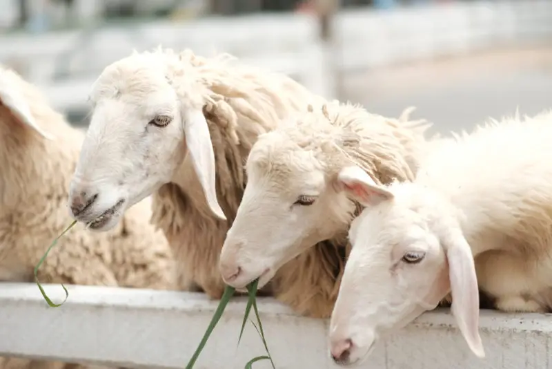 ฟาร์มแกะ พัทยา (Pattaya Sheep Farm)