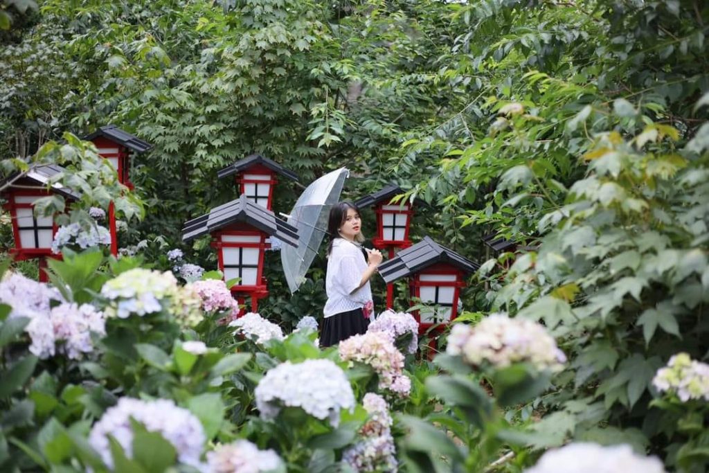 Thiên đường hoa cẩm tú cầu tại khu du lịch Lá Phong Đà Lạt | Đà Lạt có gì chơi