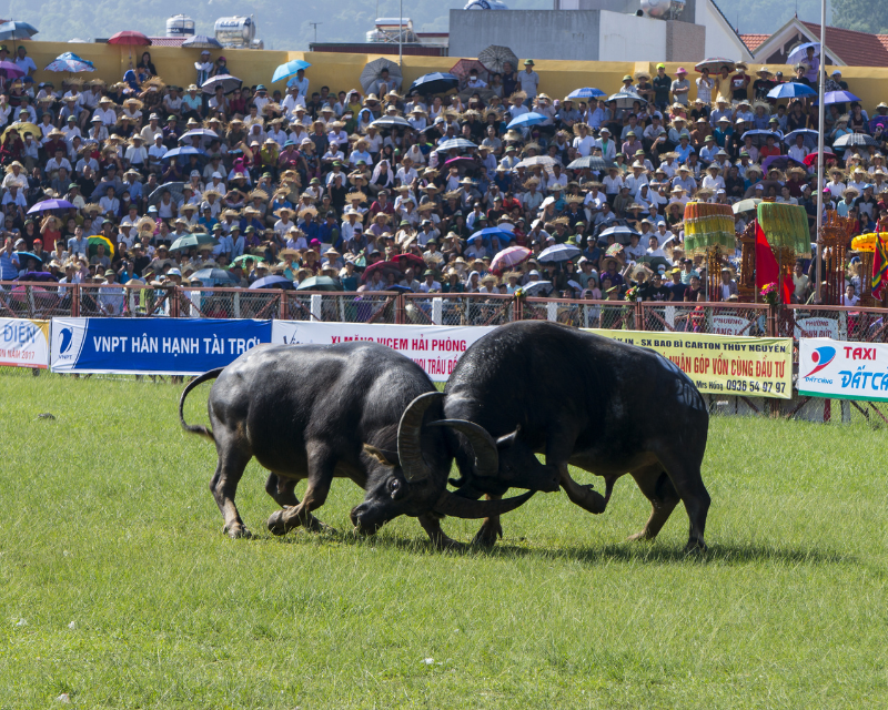 le-hoi-choi-trau-do-son