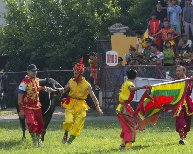 le-hoi-choi-trau-do-son