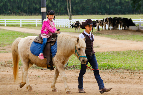 ขี่ม้าที่ฟาร์มโชคชัย ที่เที่ยวโคราช