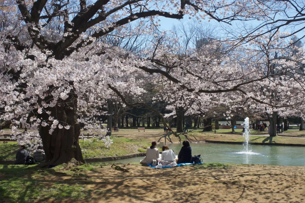 Daya Tarik Yoyogi Park
