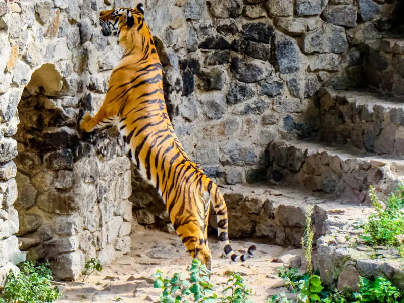 สวนเสือศรีราชา