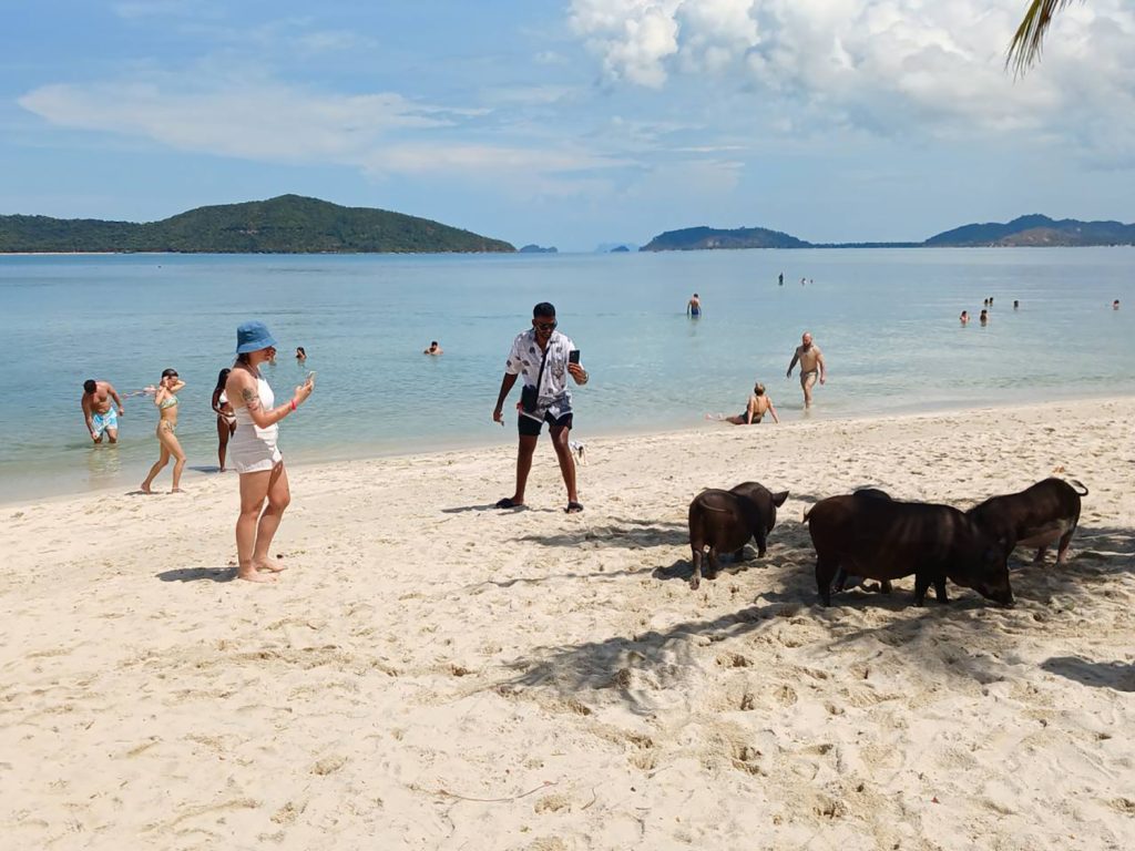 เกาะมัดสุม หรือ เกาะหมู 