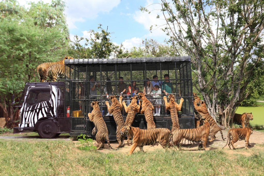 เที่ยวกรุงเทพ สวนสัตว์ซาฟารี 