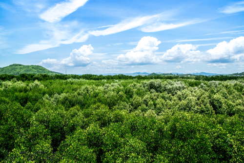 ที่เที่ยวประจวบคีรีขันธ์ ศูนย์ศึกษาเรียนรู้ระบบนิเวศ ป่าชายเลนสิรินาถราชิ