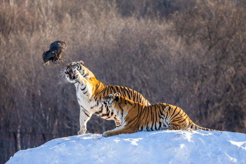 สวนเสือไซบีเรีย ฮาร์บิน (Siberian Tiger Park)