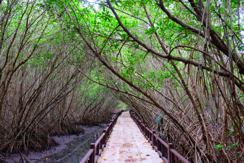 ที่เที่ยวประจวบคีรีขันธ์ ศูนย์ศึกษาเรียนรู้ระบบนิเวศ ป่าชายเลนสิรินาถราชิ