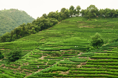 หมู่บ้านชาหลงจิ่ง (Longjing Village)