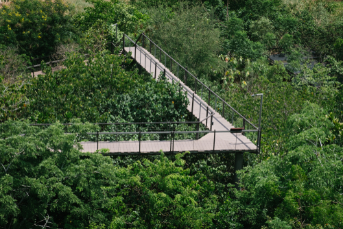 เที่ยวกรุงเทพ ป่าในกรุง