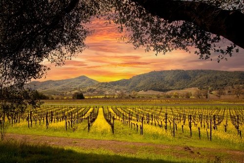ที่เที่ยวซานฟราน นาปา วัลเลย์ (Napa Valley)