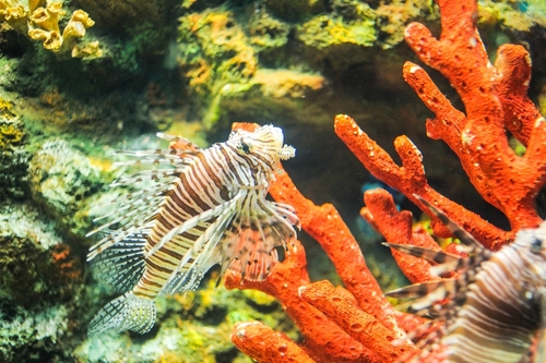 ที่เที่ยวประจวบคีรีขันธ์ พิพิธภัณฑ์สัตว์น้ำหว้ากอ