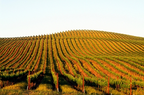 นาปา วัลเลย์ (Napa Valley)