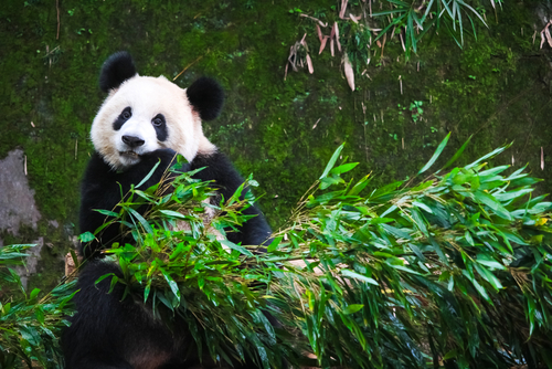 สวนสัตว์ฉงชิ่ง (Chongqing Zoo)