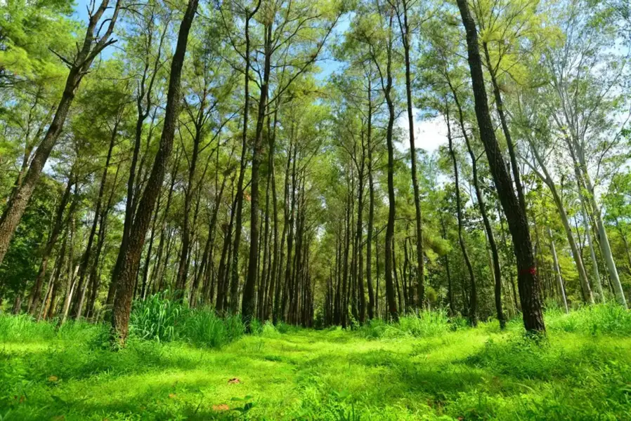 สวนสนดงลาน