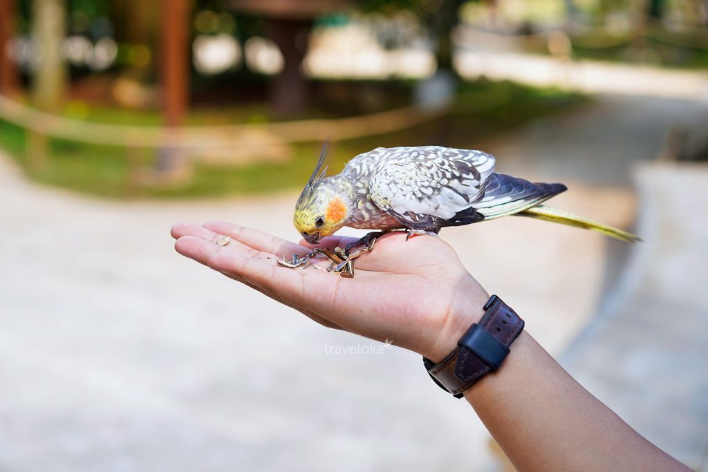 Jakarta Bird Land Ancol, Rekomendasi Tempat Wisata Anak di Jakarta Populer